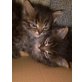 5 Persermischlingbabys - Katze