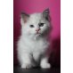 5 Ragdoll Babys, Ragdoll - Katze