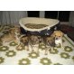 5 Süße Chihuahua Mischlings-Welpen Welpen - Rüde