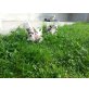 5 Welpen, Chihuahua langhaariger Schlag Welpen - Hündin