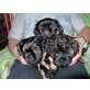5 Welpen-Pekinese+York Welpen - Rüde