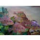 5 geophagus neambi wf