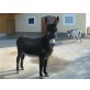 5 jährige Ponystute - Stute