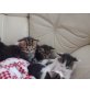 5 süße Babykätzchen - Katze