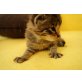 5 süße Babykätzchen zu verschenken! - Katze