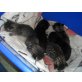 5 süße Babykatzen zu verschenken.! - Katze