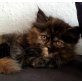 5 süße Mischlingskätzchen, Perser-Siam - Katze