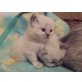 5 wunderschöne Rassekätzchen, Perser - Katze