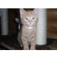 6 Namen, 6 Katzen Babies - Kater