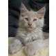 6 SEHR TYPVOLLE HELDEN SUCHEN DICH....., Maine Coon - Kater