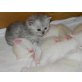 6 Süße BKH Kitten in den Farben cameo und tab, Britisch Kurzhaarkatze - Katze