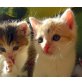 6 süße Babykätzchen suchen ein Zuhause - Katze