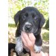 6 super süsse..., Labbi-Retriever-Mix - Hündin