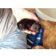 6YORKY-BABYS SUCHEN CA IN 8WOCHEN EIN ZUHAUSE, Yorkshire Terrier Welpen - Hündin