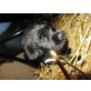 8 Labradorwelpen, Labrador Retriever Welpen - Hündin