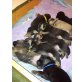 8 Schäfer-Goldi-Mixwelpen suchen ein Zuhause Welpen - Hündin