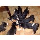 8 welpen, Appenzeller Sennenhund - Hündin