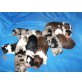 9 Aussi Welpen, Australian Shepherd Dog Welpen - Rüde