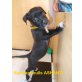 9 welpen, Amerikanischer Pit-Bullterrier Welpen - Hündin