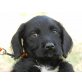 9 x O, Labrador Welpen - Rüde
