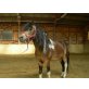 9J. eleganter Ponywallach  - Wallach