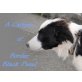 A-Calypso, Border-Collie - Rüde