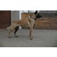 A´Cobra, Malinois - Hündin