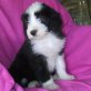 A Fashion Style, Bearded Collie Welpen - Rüde