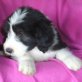 A Great Promise, Bearded Collie Welpen - Hündin