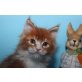 A STAR COON DON PEDRO, Maine Coon - Kater