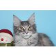 A STAR COON XANTIA, Maine Coon - Katze