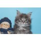 A STAR COON Y-WURF, Maine Coon - Kater
