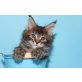 A Star Coon Aragon, Maine Coon - Kater