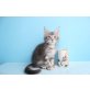 A Star Coon Edison, Maine Coon - Kater