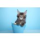 A Star Coon Francis, Maine Coon - Katze
