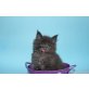 A Star Coon Xavier, Maine Coon - Kater