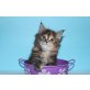 A Star Coon Xira, Maine Coon - Katze