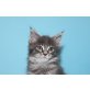 A Star Coon Yuna, Maine Coon - Katze