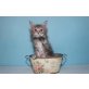 A Star Coon Zoe, Maine Coon - Katze