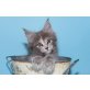 A Star Coon Zora, Maine Coon - Katze