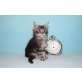A-Wurf A Star Coon, Maine Coon - Kater