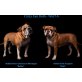 A Wurf Crazy Eye Bulls, Continental Bulldog Welpen - Rüde