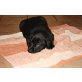 A-Wurf, Labrador Retriever Welpen - Hündin