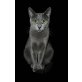 A-Wurf, Russisch Blau - Katze