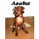 A Wurf, Zwergpinscher Welpen - Hündin