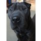 ABARO - Pflegestelle Wien, ENGERGIEBÜNDEL - liebenswerter SHAR PEI - Rüde