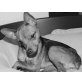 ABBY, sehr menschenbezog.Pinscher-Mix. - Hündin
