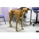 ABETO, Galgo Español - Rüde