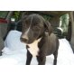 ACACIO ein lieber Hundejunge, Labrador - Mix Welpen - Rüde
