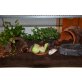 ACHATINA - Zwitter